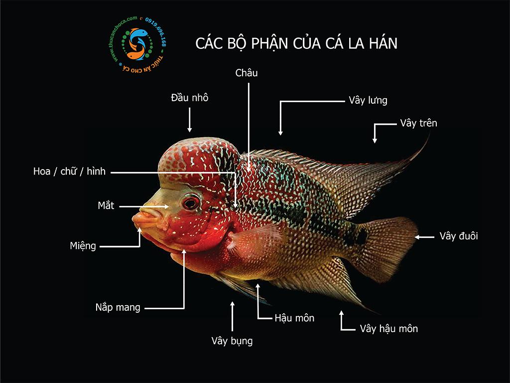 Tìm hiểu về Cá La Hán (FlowerHorn) - Phần 1 | ThucAnChoCa