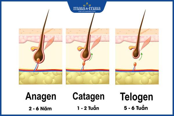 chu kỳ phát triển của tóc