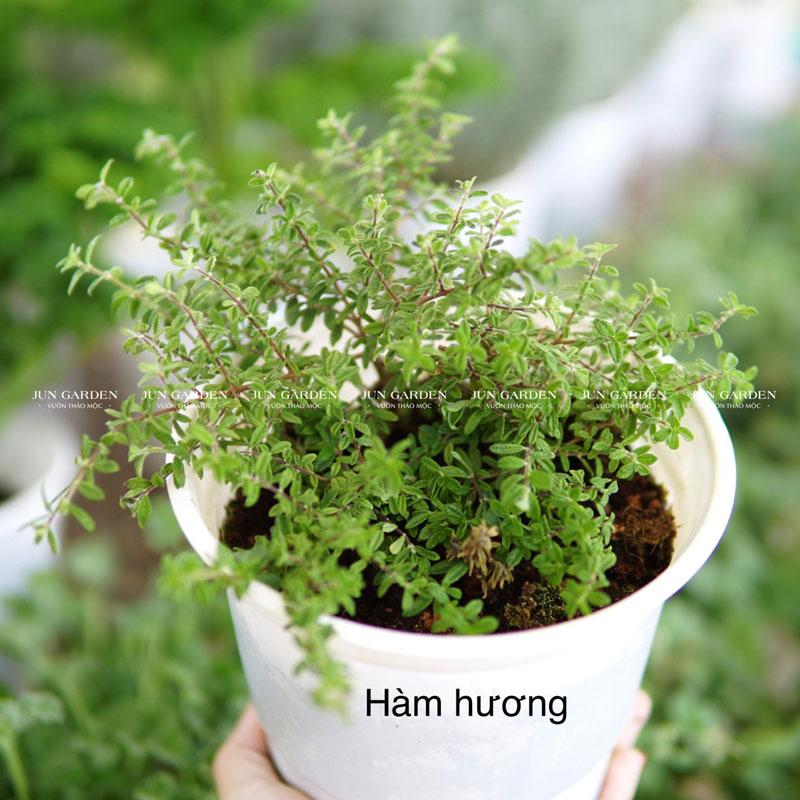 cây hàm hương