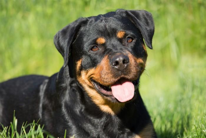 cho-rottweiler-co-may-loai