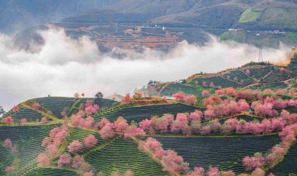 Sapa ngập tràn trong sắc hoa anh đào