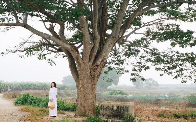 Cây Ngô Đồng Trung Quốc: Ý nghĩa, hình ảnh, cách trồng, chăm sóc tại nhà